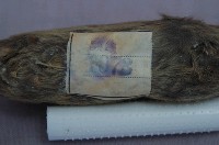 Formosan Field Mouse Collection Image, Figure 5, Total 18 Figures